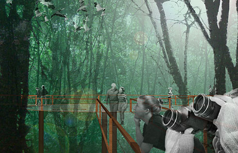 Canopy Walk.