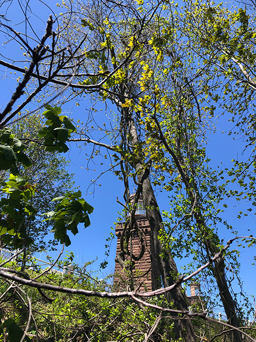 View of S tower through trees.