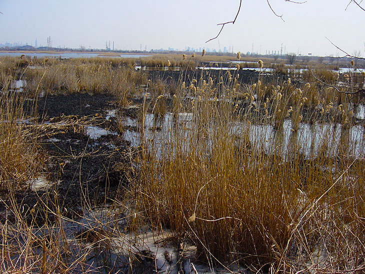 Photo: Kearny Marsh Restoration, March 2005.