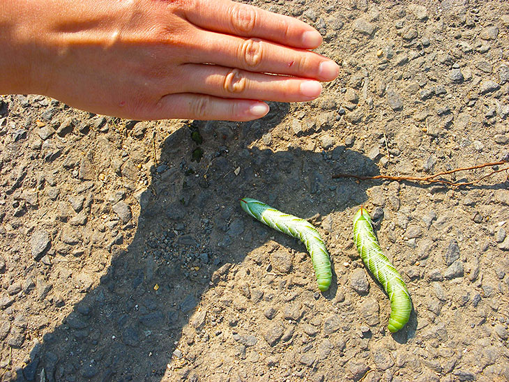 Photo: Tomato horned worms removed from experimental tomatillo plants in the Rutgers experimental greenhouse. These worms are voracious and will denude the plants. (Courtesy of Carol Baillie.)