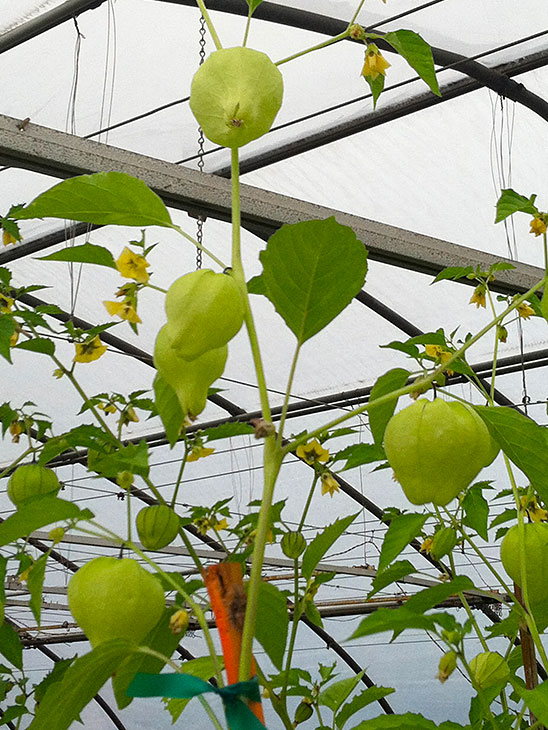 Photo: Experimental tomatillo plants growing in lead contaminated soil in the Rutgers experimental greenhouse. (Courtesy of Carol Baillie.)