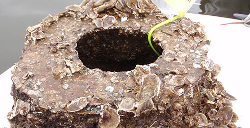 Photo: Easter Oysters set on a research Reef Ball.