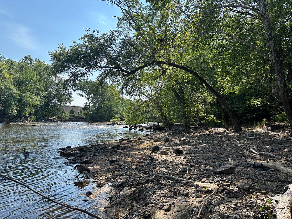 Photograph of a riverbank with several ducks and geese near the water's edge, surrounded by dense green trees under a clear blue sky. The scene highlights a natural, serene environment with sunlight filtering through tree branches and a mix of rocky and sandy shore.