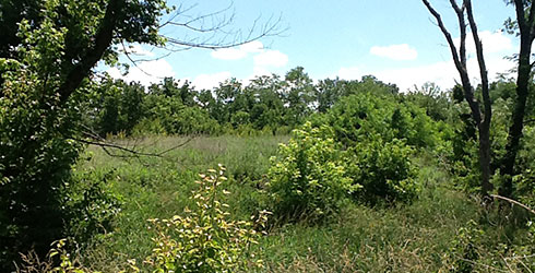 Photo: Somerville open space.