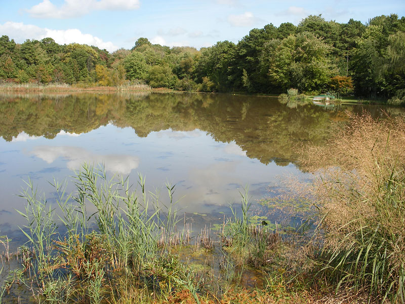 On-site pond prior to park design completion.