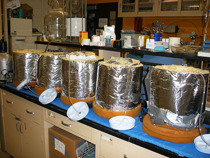 Photo: Laboratory reactors with different amendments to reed bed material.